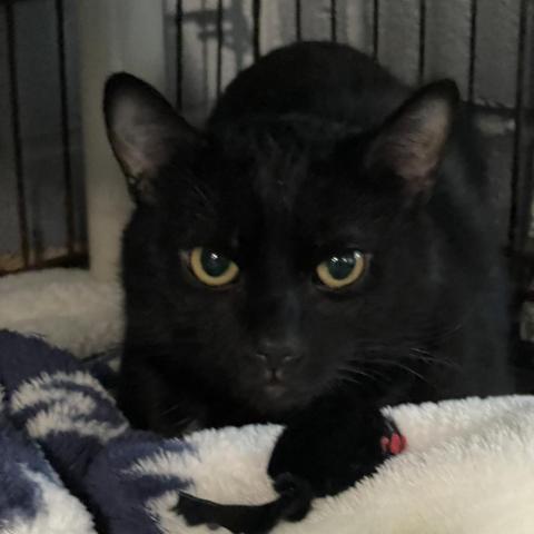 Harry, an adoptable Domestic Short Hair in Hampton Bays, NY, 11946 | Photo Image 4