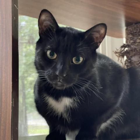 Harry, an adoptable Domestic Short Hair in Hampton Bays, NY, 11946 | Photo Image 5