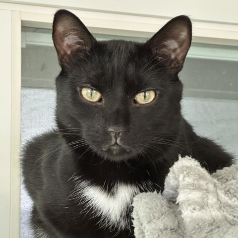 Harry, an adoptable Domestic Short Hair in Hampton Bays, NY, 11946 | Photo Image 6