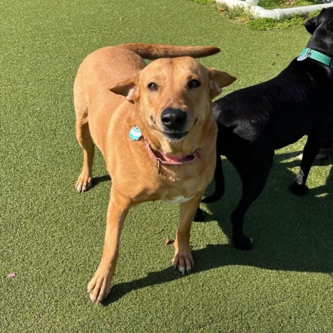 Abigail, an adoptable Mixed Breed in Hampton Bays, NY, 11946 | Photo Image 1