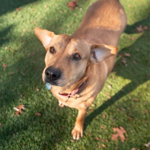 Abigail, an adoptable Mixed Breed in Hampton Bays, NY, 11946 | Photo Image 2