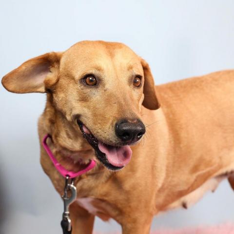 Abigail, an adoptable Mixed Breed in Hampton Bays, NY, 11946 | Photo Image 3