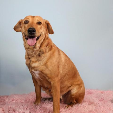 Abigail, an adoptable Mixed Breed in Hampton Bays, NY, 11946 | Photo Image 4