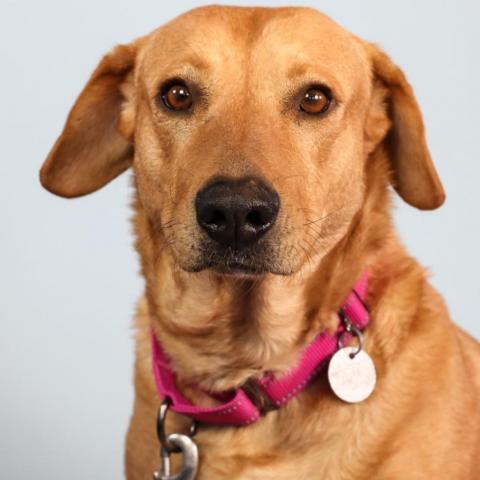 Abigail, an adoptable Mixed Breed in Hampton Bays, NY, 11946 | Photo Image 5