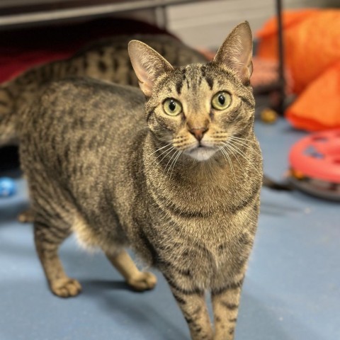 India, an adoptable Domestic Short Hair in Hampton Bays, NY, 11946 | Photo Image 1