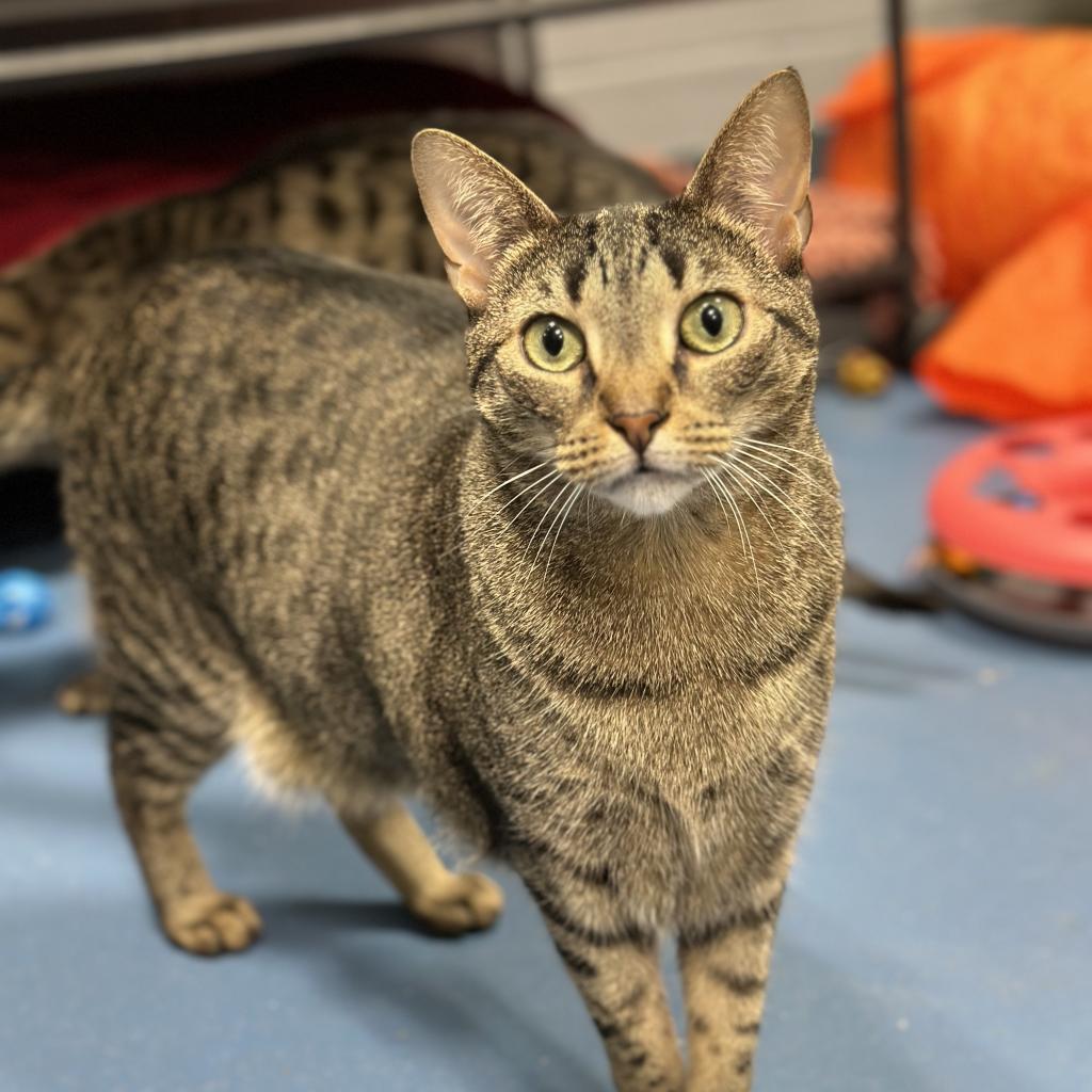 India, an adoptable Domestic Short Hair in Hampton Bays, NY, 11946 | Photo Image 1