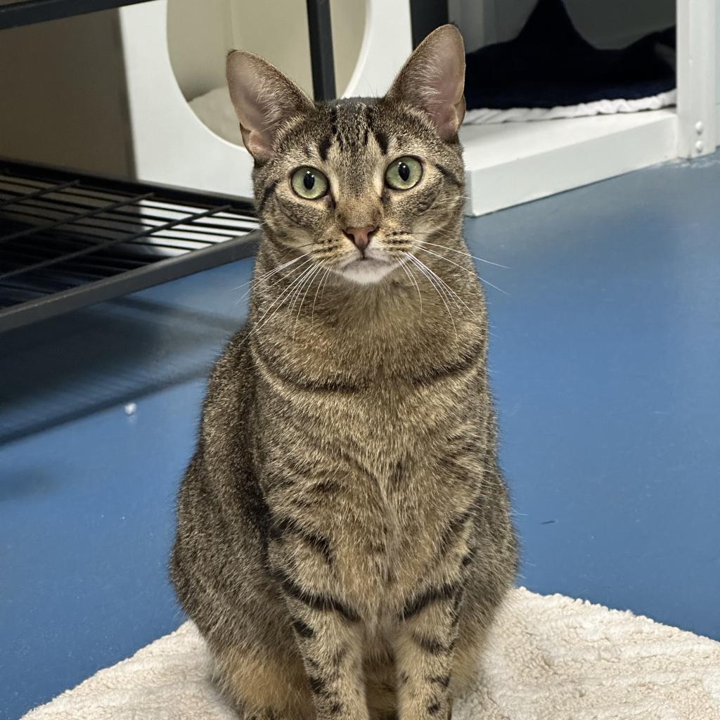 India, an adoptable Domestic Short Hair in Hampton Bays, NY, 11946 | Photo Image 2