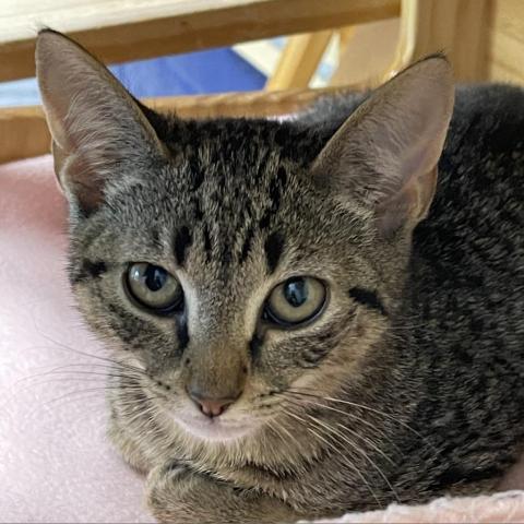 India, an adoptable Domestic Short Hair in Hampton Bays, NY, 11946 | Photo Image 3