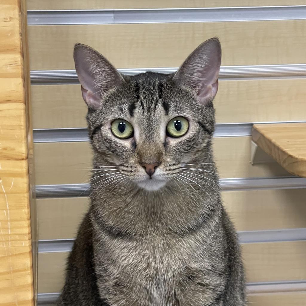 India, an adoptable Domestic Short Hair in Hampton Bays, NY, 11946 | Photo Image 3