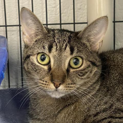 India, an adoptable Domestic Short Hair in Hampton Bays, NY, 11946 | Photo Image 4