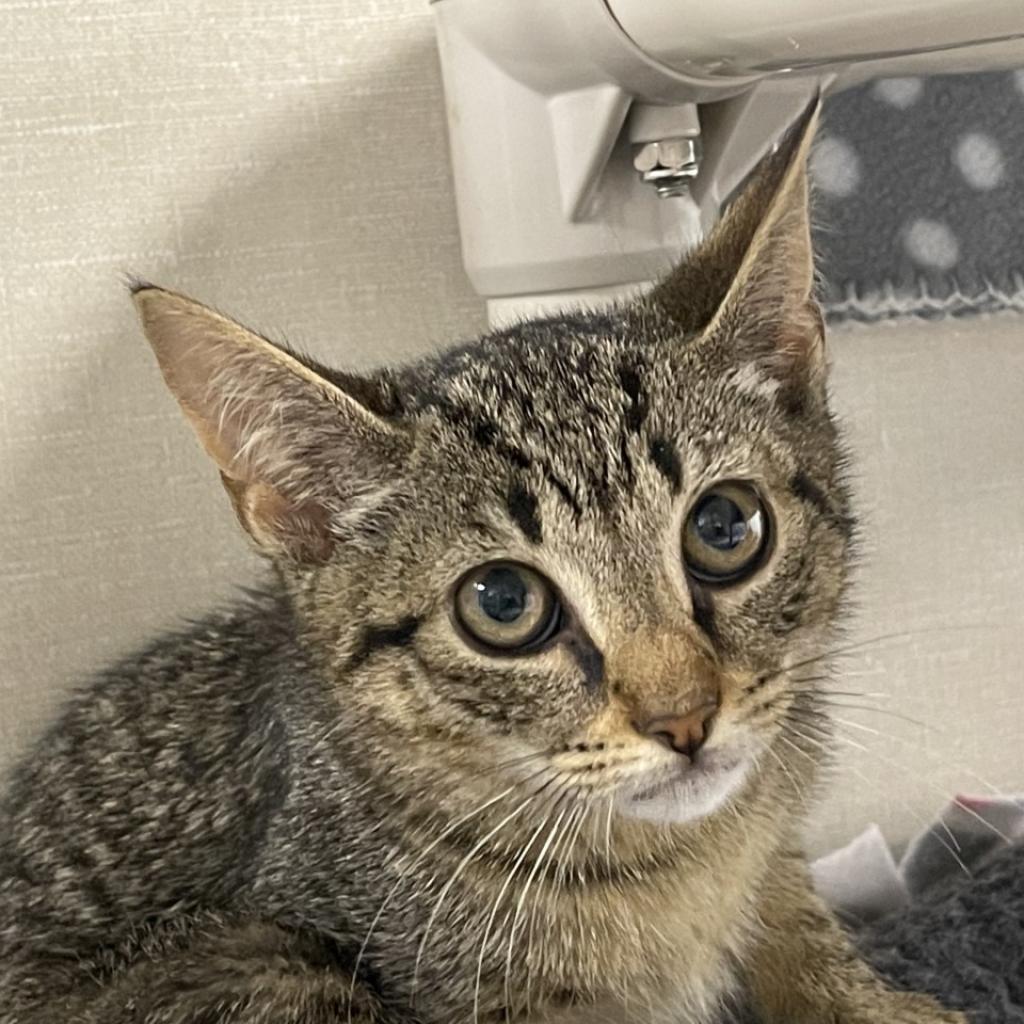 India, an adoptable Domestic Short Hair in Hampton Bays, NY, 11946 | Photo Image 6