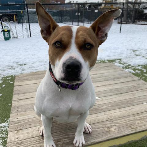 Rolly, an adoptable Pit Bull Terrier in Hampton Bays, NY, 11946 | Photo Image 2