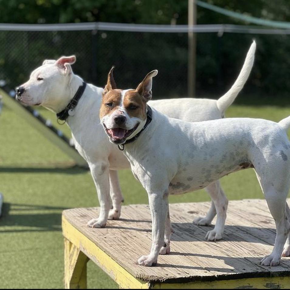 Rolly, an adoptable Pit Bull Terrier in Hampton Bays, NY, 11946 | Photo Image 3