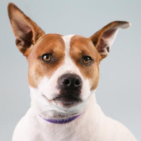 Rolly, an adoptable Pit Bull Terrier in Hampton Bays, NY, 11946 | Photo Image 4