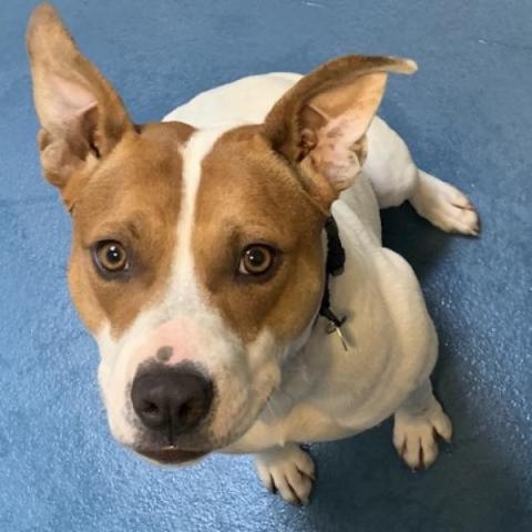 Rolly, an adoptable Pit Bull Terrier in Hampton Bays, NY, 11946 | Photo Image 5