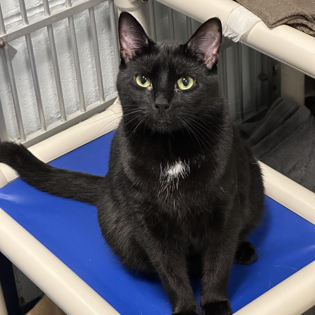 Miguel, an adoptable Domestic Short Hair in Hampton Bays, NY, 11946 | Photo Image 1