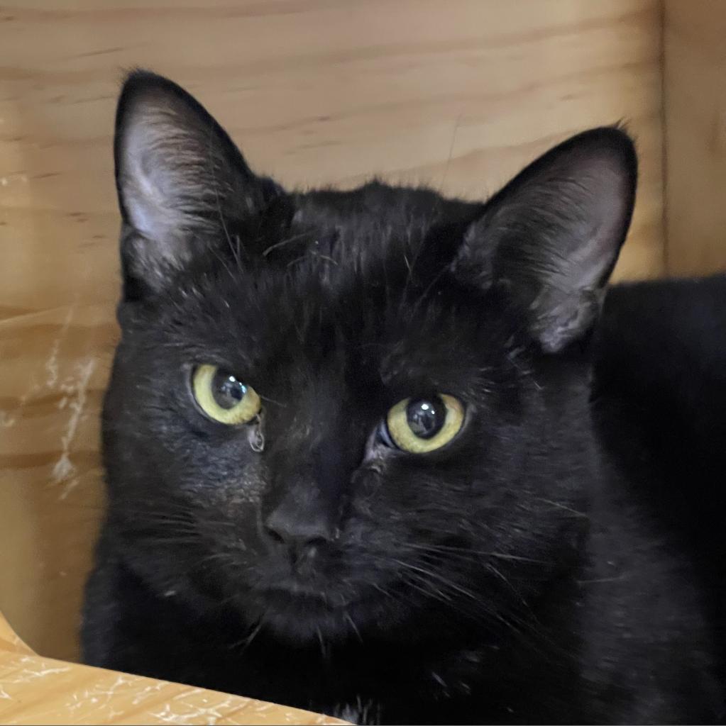 Miguel, an adoptable Domestic Short Hair in Hampton Bays, NY, 11946 | Photo Image 3