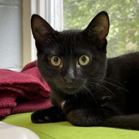 Miguel, an adoptable Domestic Short Hair in Hampton Bays, NY, 11946 | Photo Image 4