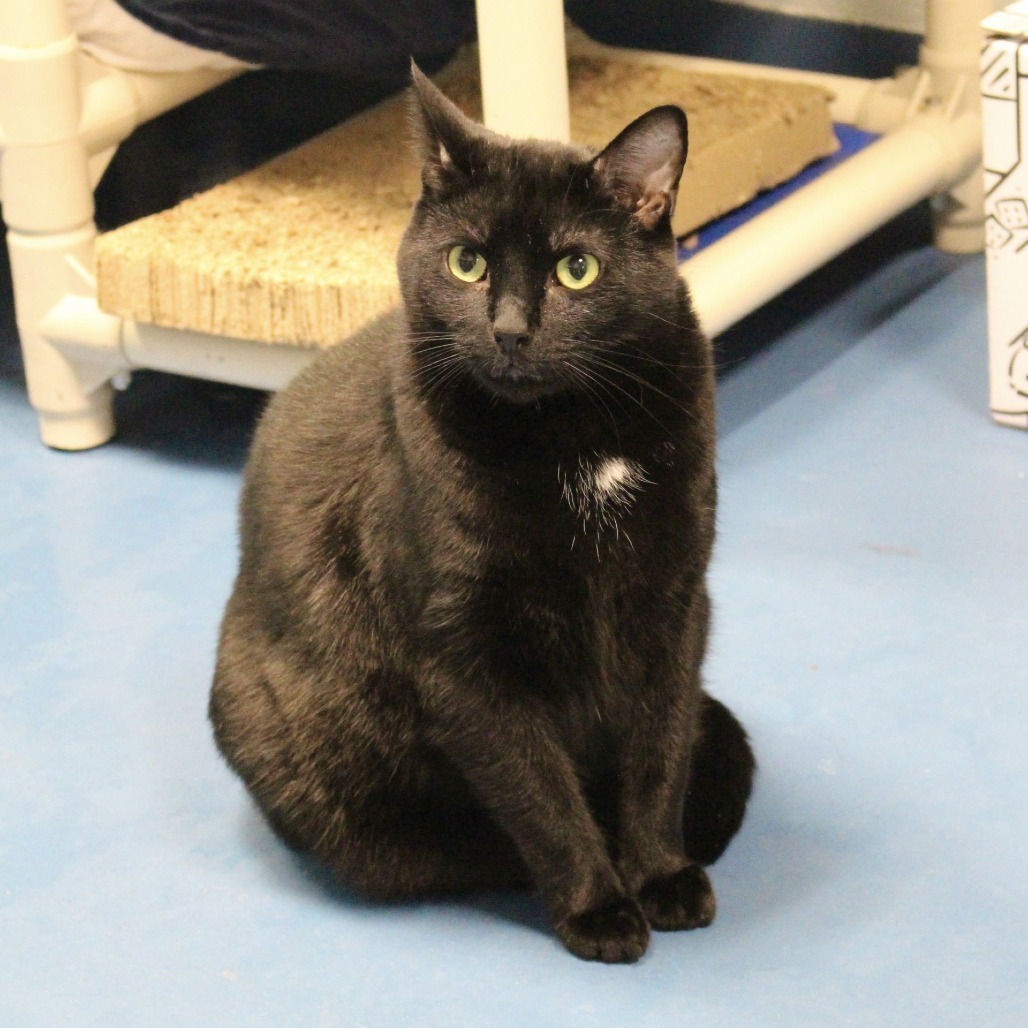 Miguel, an adoptable Domestic Short Hair in Hampton Bays, NY, 11946 | Photo Image 6