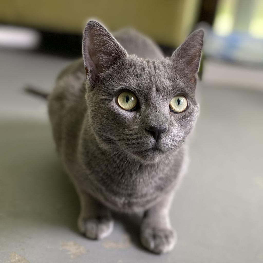 Oswalda, an adoptable Domestic Short Hair in Hampton Bays, NY, 11946 | Photo Image 1