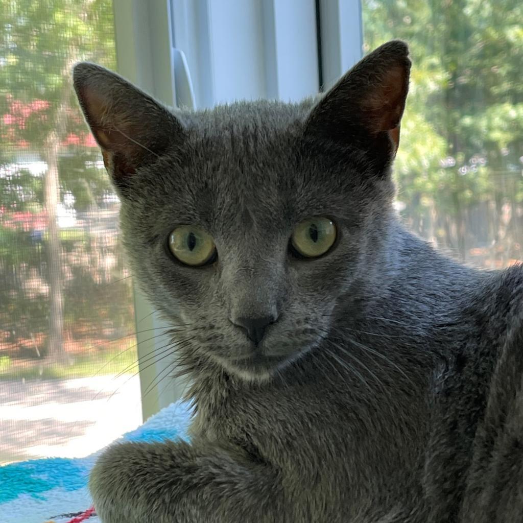 Oswalda, an adoptable Domestic Short Hair in Hampton Bays, NY, 11946 | Photo Image 3