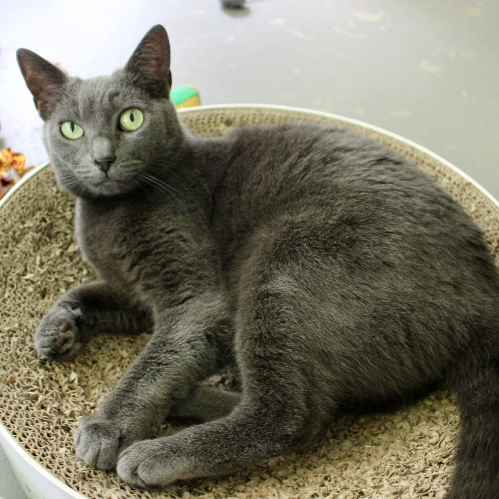 Oswalda, an adoptable Domestic Short Hair in Hampton Bays, NY, 11946 | Photo Image 5