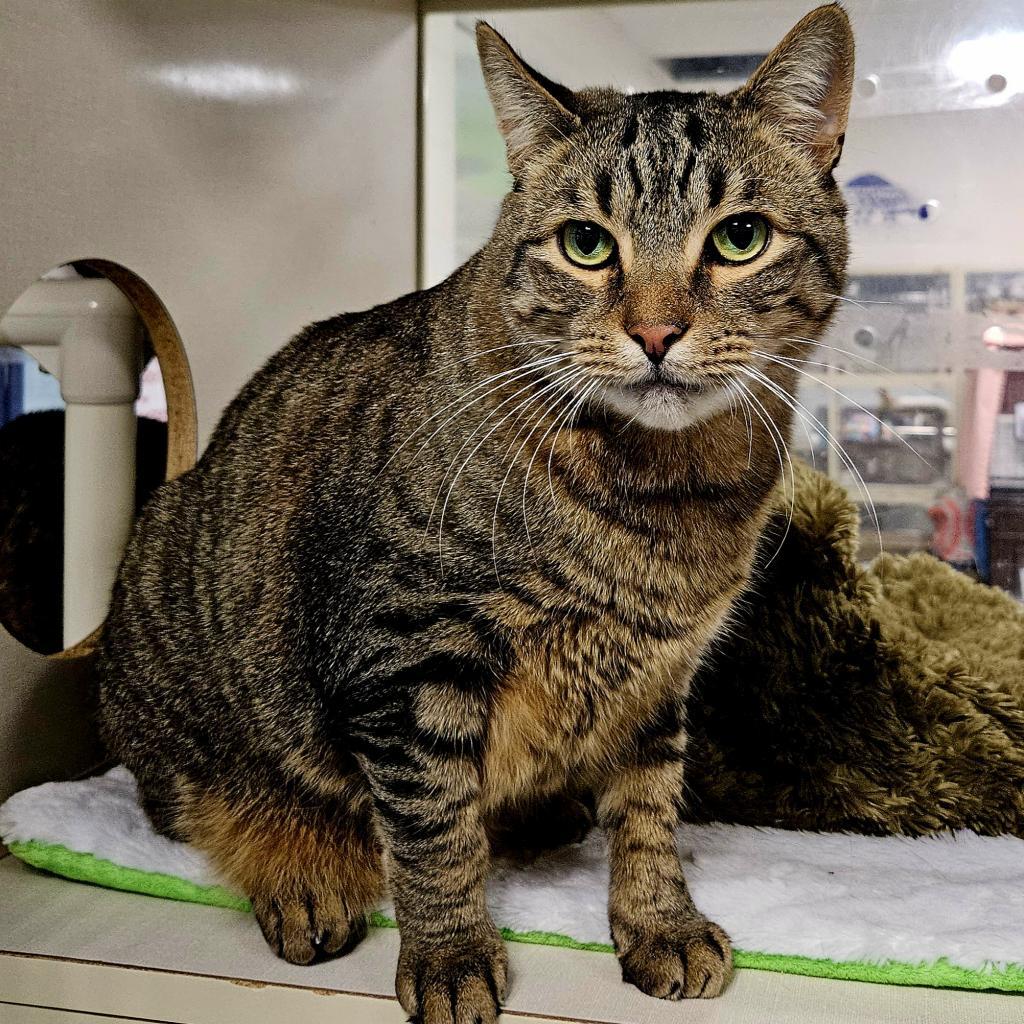 Bailey, an adoptable Domestic Short Hair in Hampton Bays, NY, 11946 | Photo Image 1