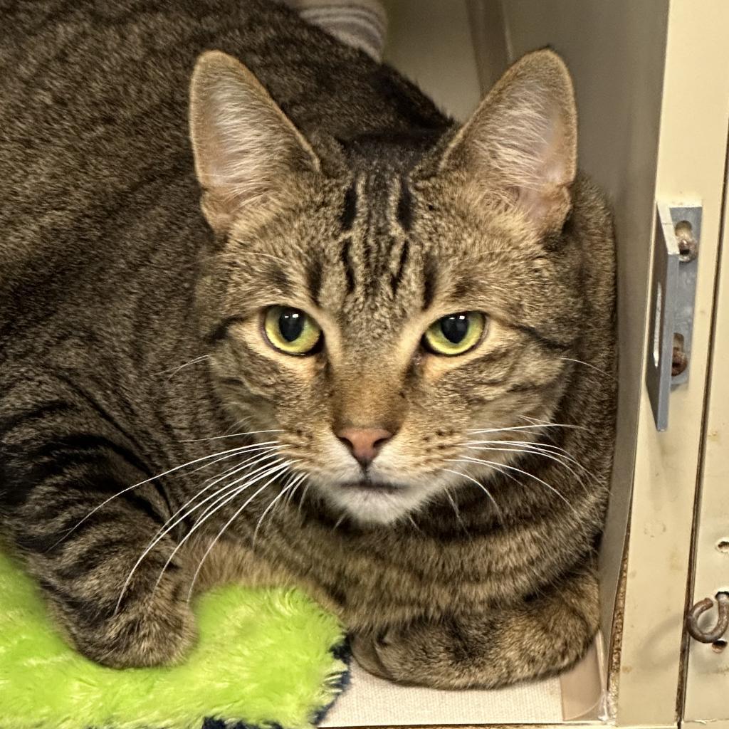 Bailey, an adoptable Domestic Short Hair in Hampton Bays, NY, 11946 | Photo Image 2