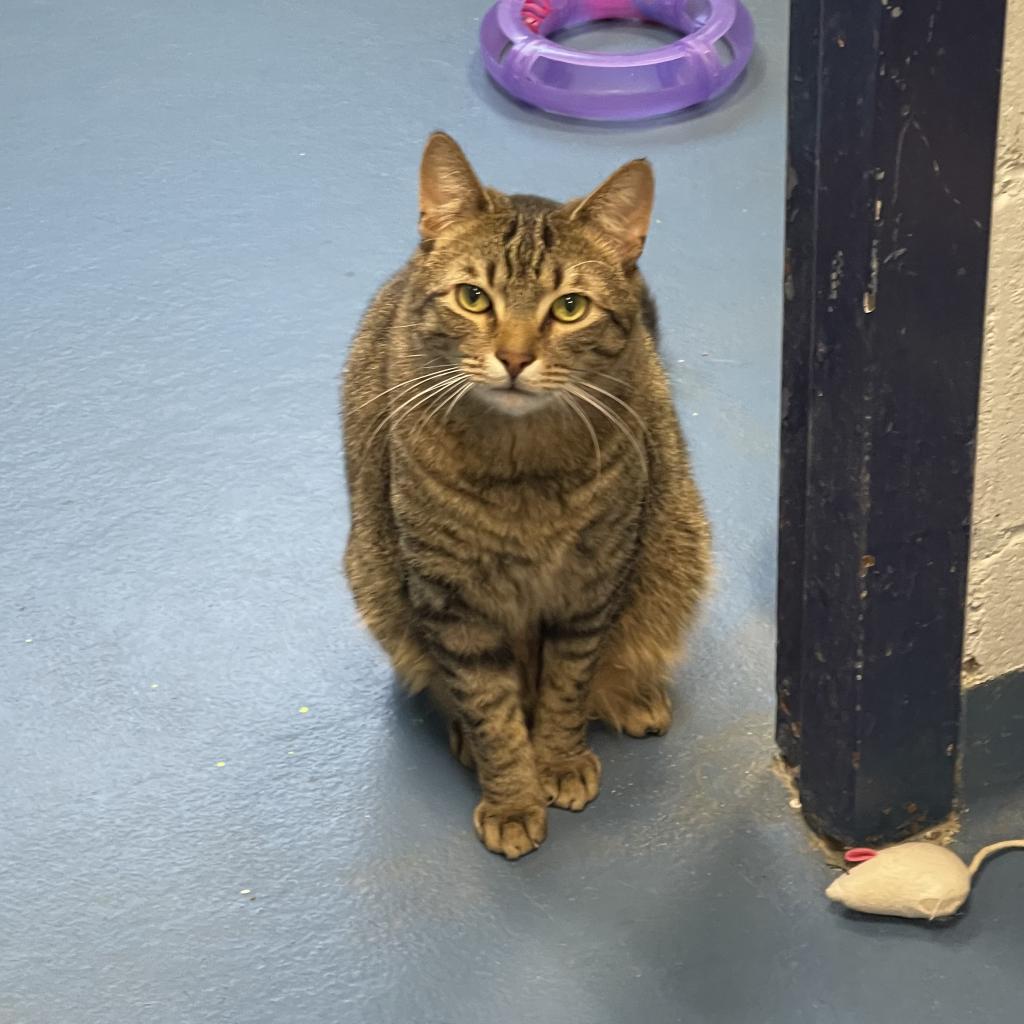 Bailey, an adoptable Domestic Short Hair in Hampton Bays, NY, 11946 | Photo Image 3