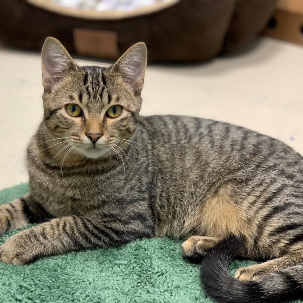 Bailey, an adoptable Domestic Short Hair in Hampton Bays, NY, 11946 | Photo Image 4