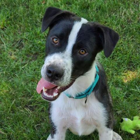 Finley, an adoptable Border Collie, Mixed Breed in Peculiar, MO, 64078 | Photo Image 1