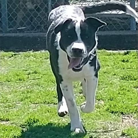 Finley, an adoptable Border Collie, Mixed Breed in Peculiar, MO, 64078 | Photo Image 2