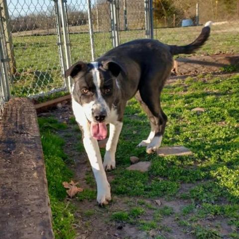 Finley, an adoptable Border Collie, Mixed Breed in Peculiar, MO, 64078 | Photo Image 2