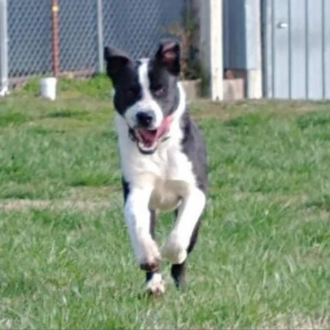 Finley, an adoptable Border Collie, Mixed Breed in Peculiar, MO, 64078 | Photo Image 4