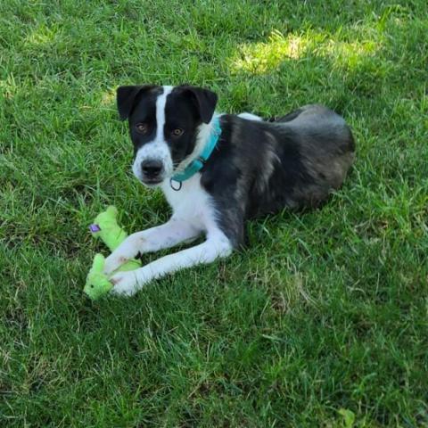 Finley, an adoptable Border Collie, Mixed Breed in Peculiar, MO, 64078 | Photo Image 5