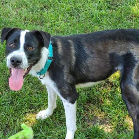 Finley, an adoptable Border Collie, Mixed Breed in Peculiar, MO, 64078 | Photo Image 6