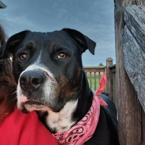 Timber Sue, an adoptable Rottweiler, Boxer in Peculiar, MO, 64078 | Photo Image 1
