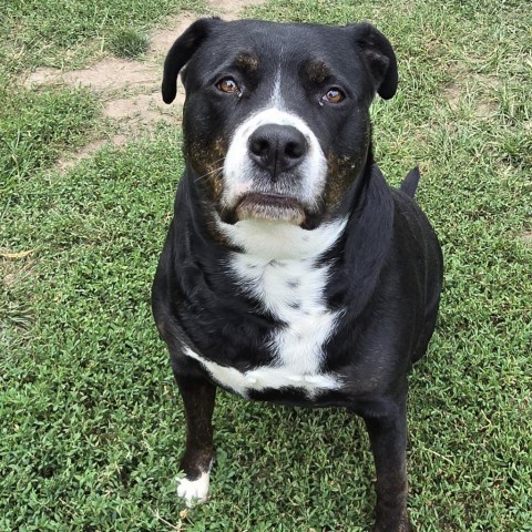 Timber Sue, an adoptable Rottweiler, Boxer in Peculiar, MO, 64078 | Photo Image 1