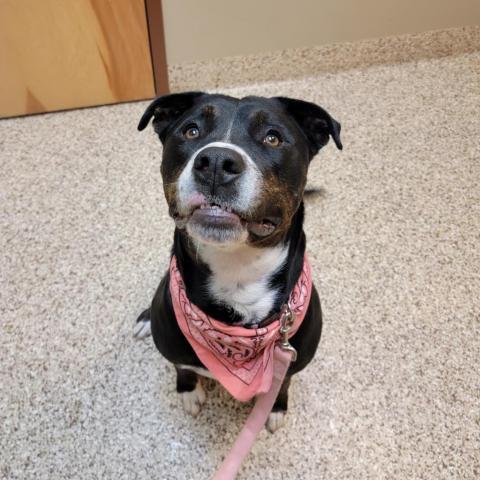 Timber Sue, an adoptable Rottweiler, Boxer in Peculiar, MO, 64078 | Photo Image 2
