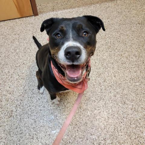 Timber Sue, an adoptable Rottweiler, Boxer in Peculiar, MO, 64078 | Photo Image 3