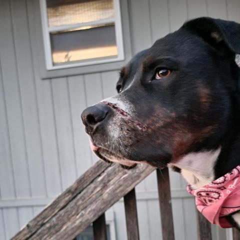 Timber Sue, an adoptable Rottweiler, Boxer in Peculiar, MO, 64078 | Photo Image 4