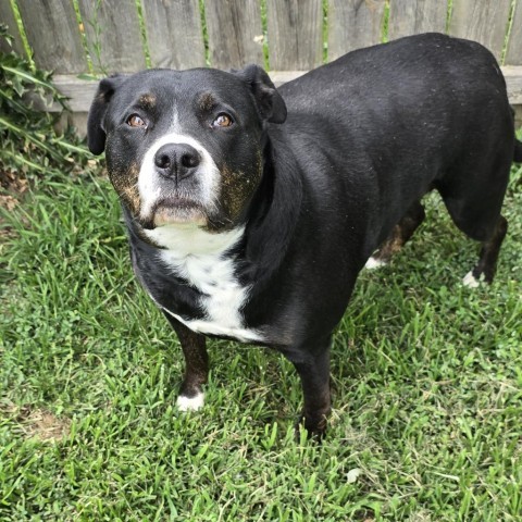 Timber Sue, an adoptable Rottweiler, Boxer in Peculiar, MO, 64078 | Photo Image 6