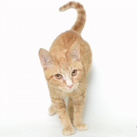 Raffi, an adoptable Domestic Short Hair in Springfield, IL, 62702 | Photo Image 2