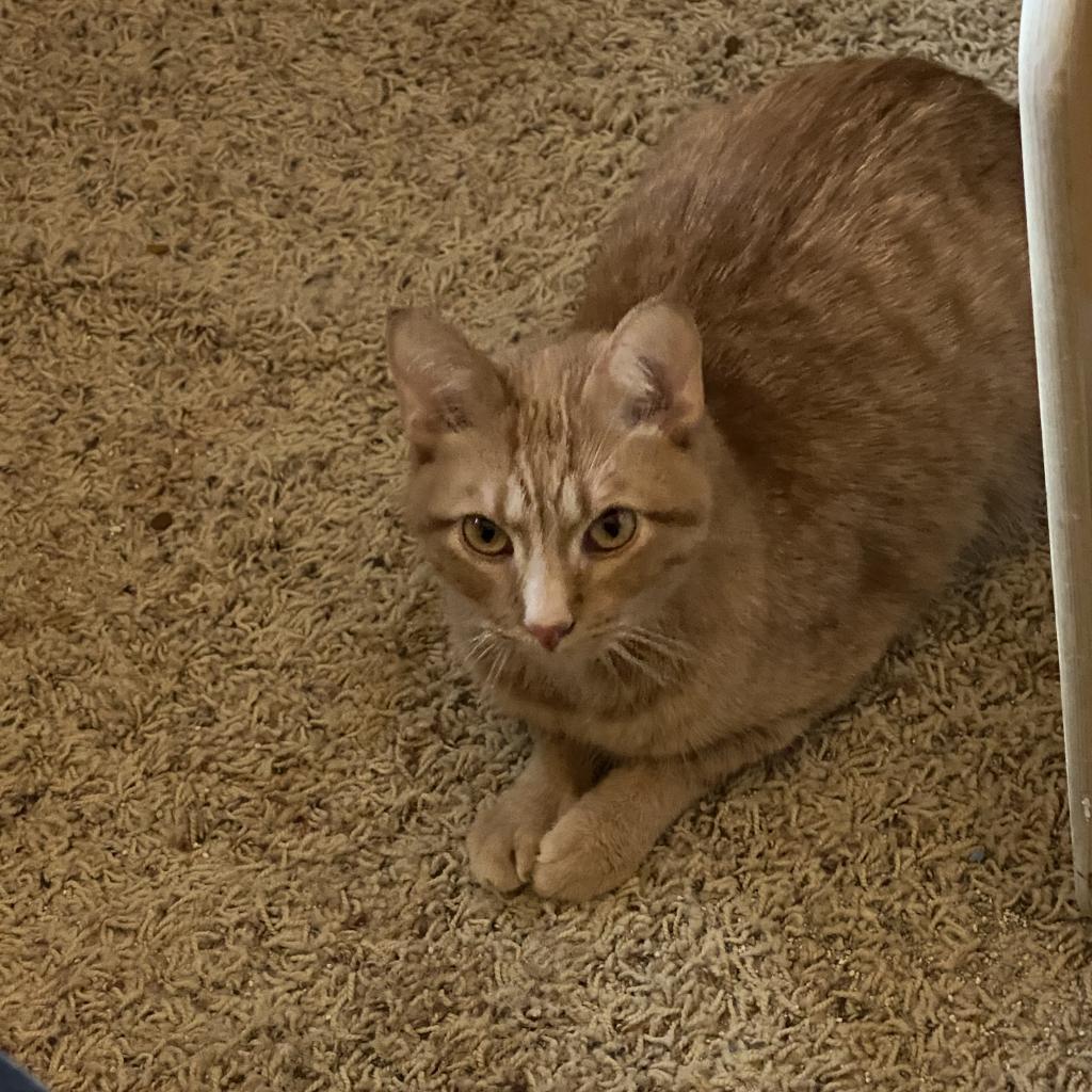 Raffi, an adoptable Domestic Short Hair in Springfield, IL, 62702 | Photo Image 3