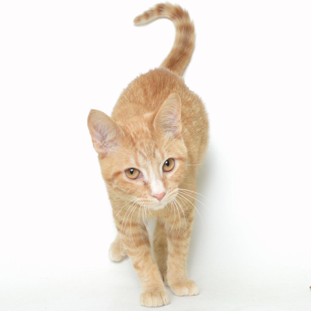 Raffi, an adoptable Domestic Short Hair in Springfield, IL, 62702 | Photo Image 4