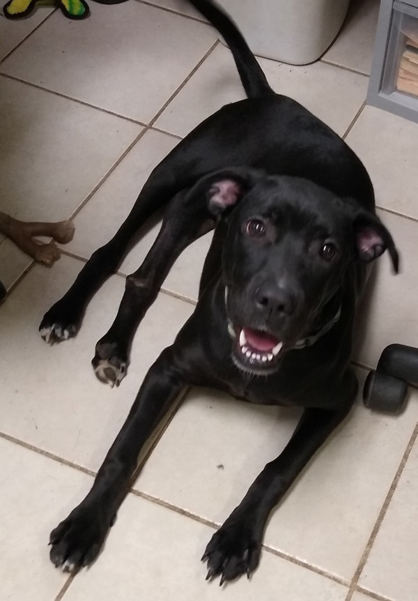 Tart, an adoptable Labrador Retriever, Mixed Breed in Osage Beach, MO, 65020 | Photo Image 1