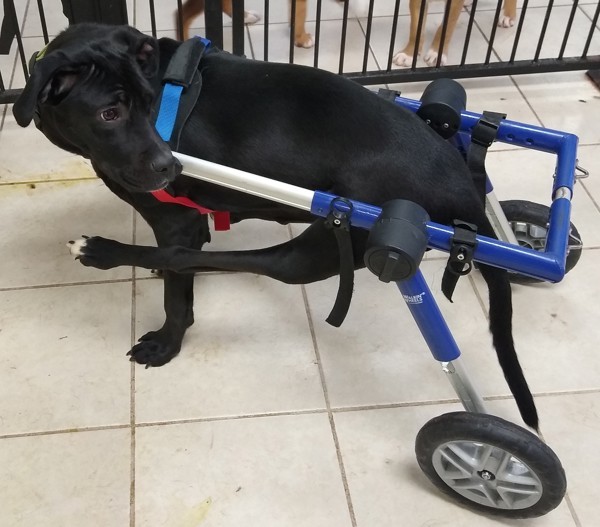 Tart, an adoptable Labrador Retriever, Mixed Breed in Osage Beach, MO, 65020 | Photo Image 2