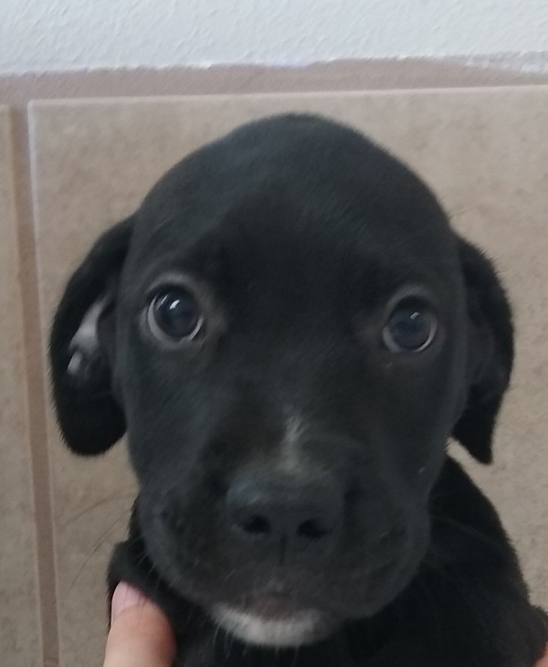 Tart, an adoptable Labrador Retriever, Mixed Breed in Osage Beach, MO, 65020 | Photo Image 3