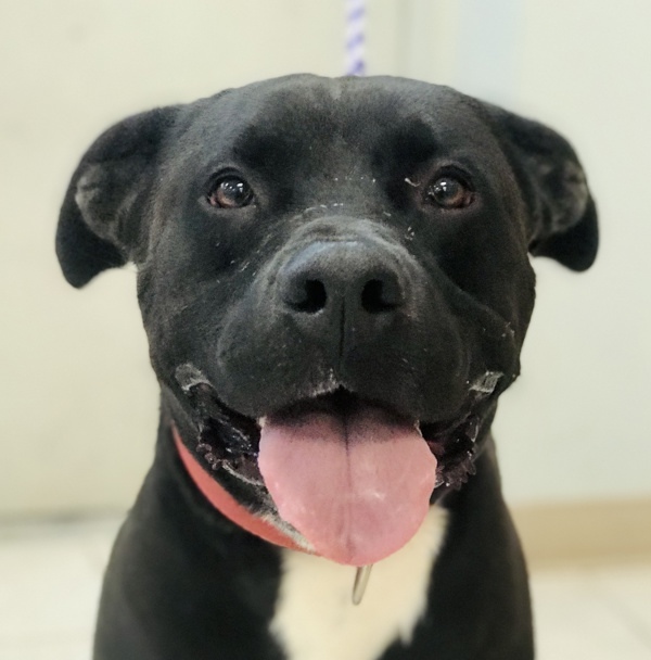 Buddy, an adoptable Pit Bull Terrier in Osage Beach, MO, 65020 | Photo Image 1