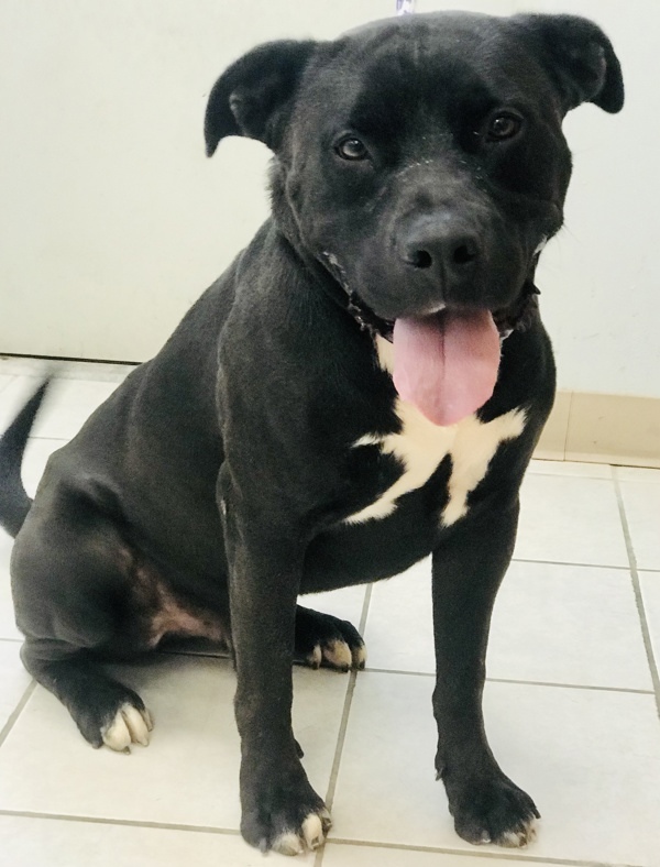 Buddy, an adoptable Pit Bull Terrier in Osage Beach, MO, 65020 | Photo Image 3